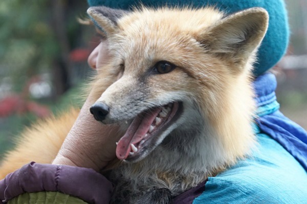 Ученые нашли «ген послушания» у одомашненных лисиц из Новосибирска