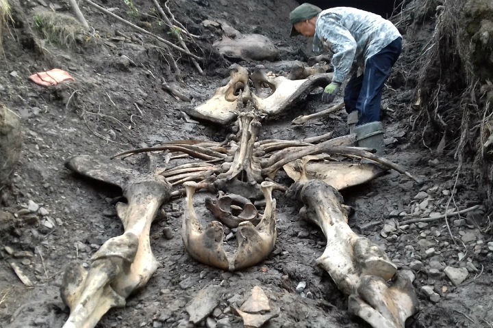 Якутские ученые впервые нашли тушу древней лошади и останки мамонта