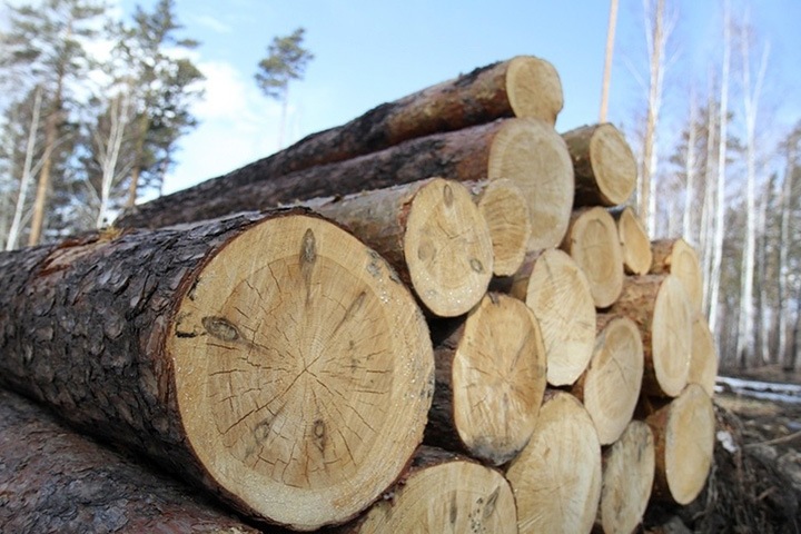 Новосибирские власти: объемы лесозаготовок можно увеличить в несколько раз