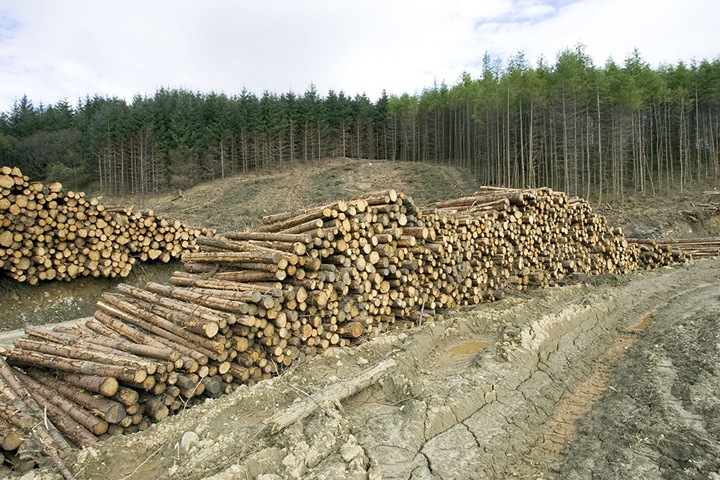 «Леса идут под топор»: иркутянин записал песню о вырубках в регионе