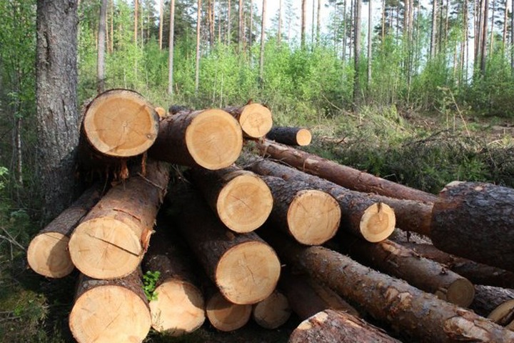 Лес на миллион рублей был вырублен из-за халатности бурятского лесника
