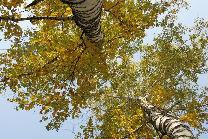 Власти отмечают устойчивый спрос на новосибирский лес у китайцев