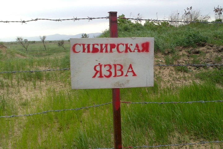 Врачи признали риск заражения сибирской язвой в Забайкалье
