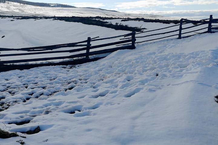 Часть урожая в Бурятии погибла из-за раннего снега