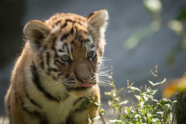Ученые нашли способ сохранить здоровье популяции амурских тигров