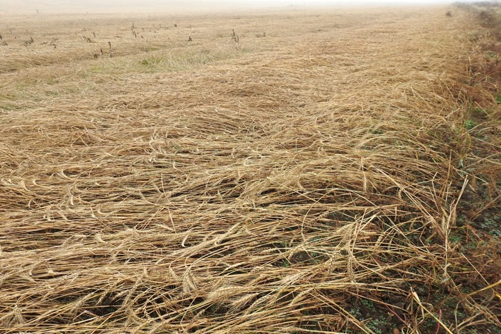 Снег повредил около 1000 га зерновых культур в Забайкалье. Введен режим ЧС
