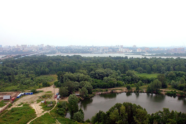 Новосибирские власти заказали вырубку деревьев под ЛДС