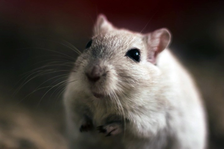 Новосибирские ученые вывели не страдающих аллергией мышей