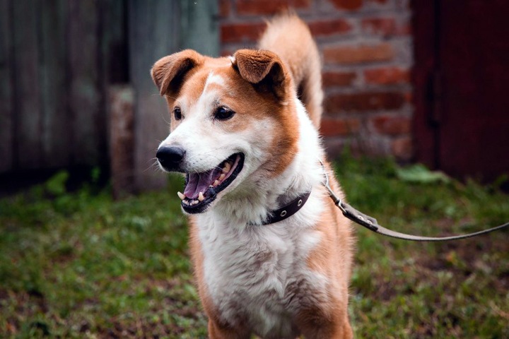 Сибирские ученые сделали уникальный протез для собаки