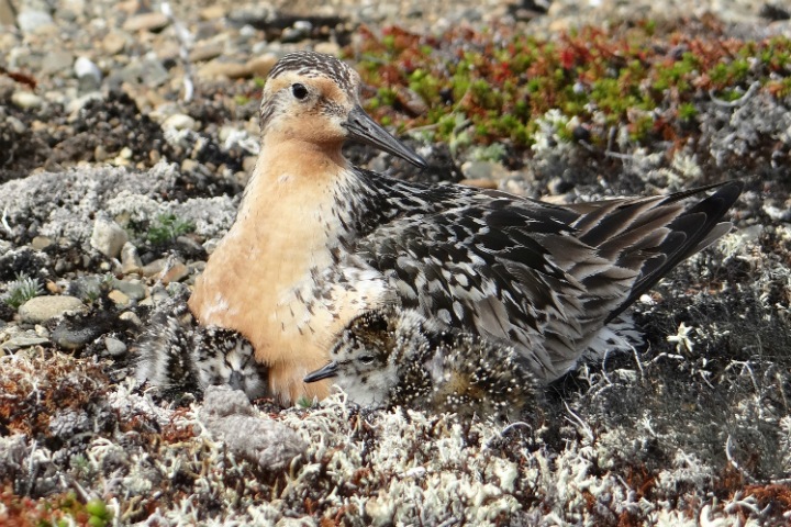 Хищники стали чаще разорять гнезда птиц в Арктике. В этом виновато глобальное потепление