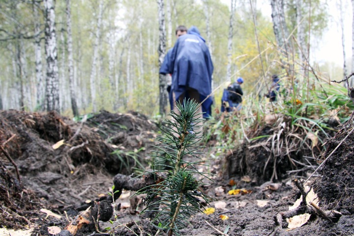 Недвижимость помешала включить леса в «зеленый пояс» Новосибирска