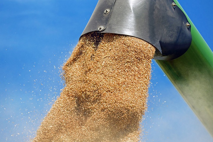 Качество новосибирского зерна помогает нарастить экспорт сельхозкультур