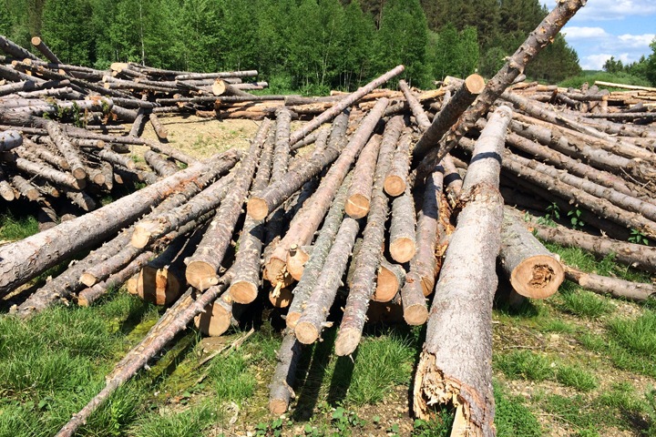 Промышленники вырубили тогучинский лес ради золота