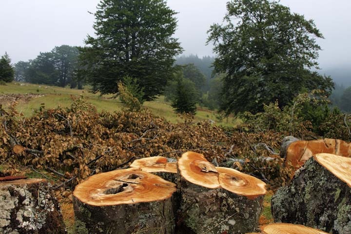 Глава бурятского села незаконно вырубил лес для своих нужд