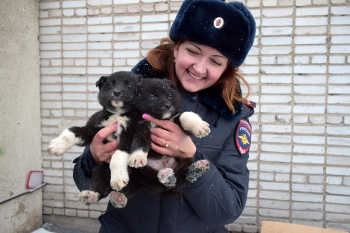Хакасские полицейские спасли щенков из-под поезда
