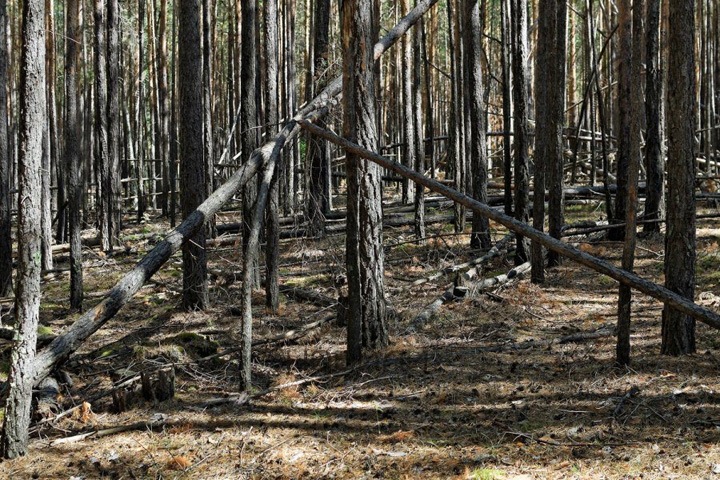 Жители алтайской деревни перепутали валежник с сухостоем и получили штраф за незаконную рубку леса