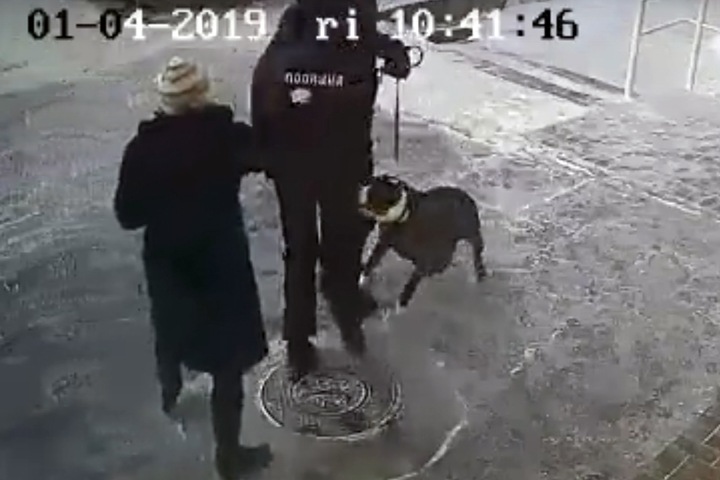 Заявившие о нападении «пьяного» полицейского на собаку новосибирцы стали подозреваемыми