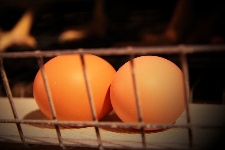 Омичи полностью обеспечены яйцами