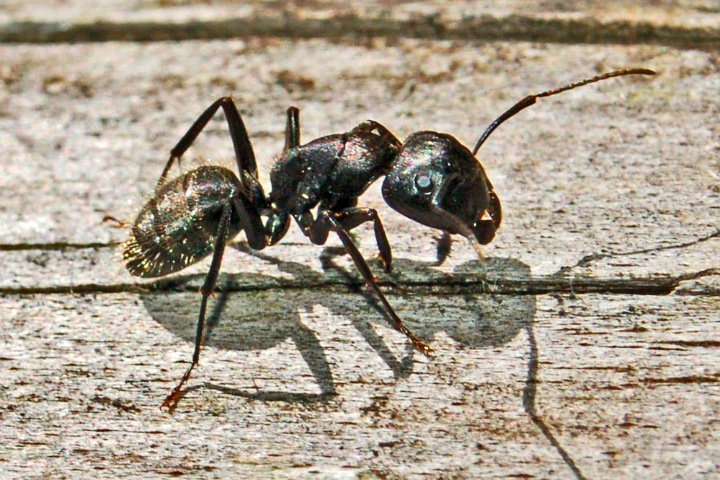 Ученые выделили из муравьев антибиотик. Его можно использовать для лечения рака