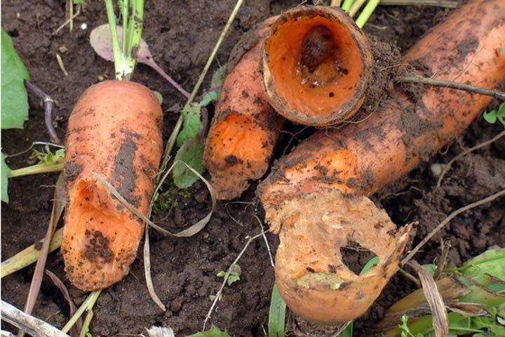 Новосибирская колония хочет купить семена моркови в разы дороже других учреждений ФСИН
