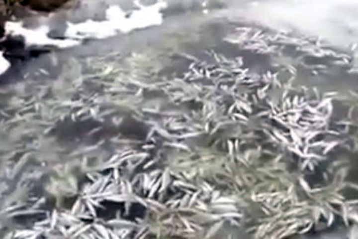 Массовая гибель рыбы произошла под Иркутском