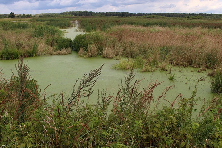 Спикер омского заксобрания предложил развивать «болотный туризм» в регионе