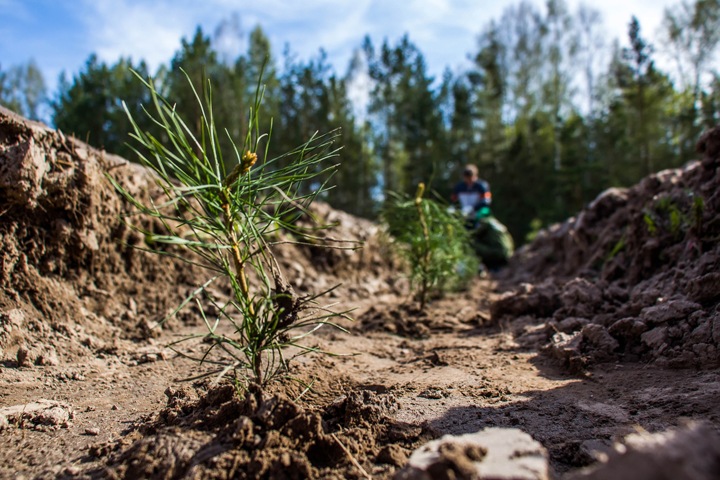 Ученый: сибирский лес закончится через 15 лет