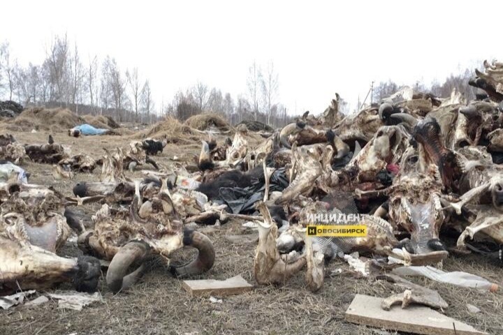Вторую гору трупов животных обнаружили в лесу под Новосибирском