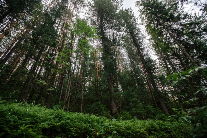 Алтайские чиновники продали участки с лесом за 2% от их стоимости
