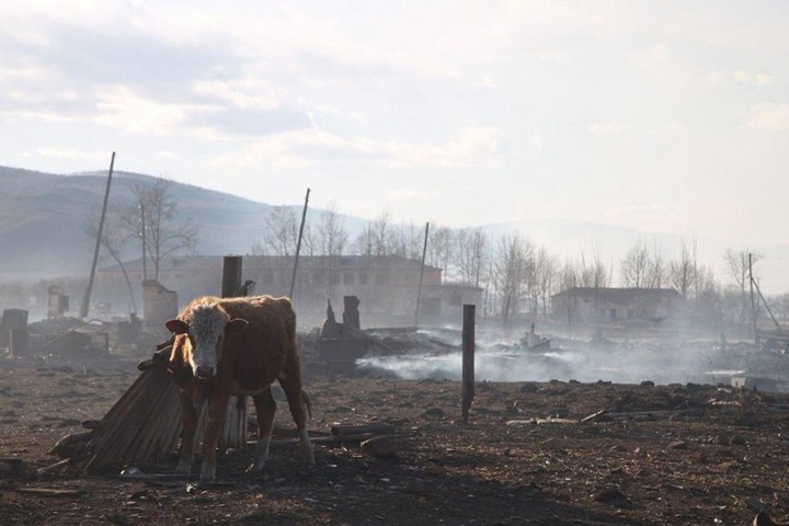 Забайкальский минсельхоз оценил ущерб от апрельских пожаров в 822 млн рублей