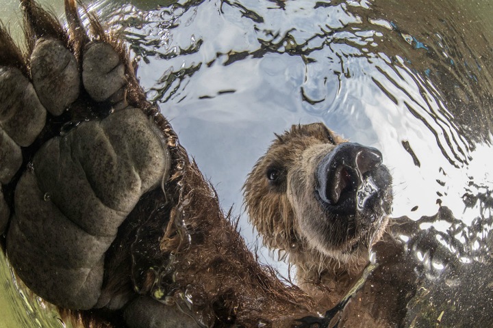 Фото дня: как медведь ловит рыбу на Камчатке