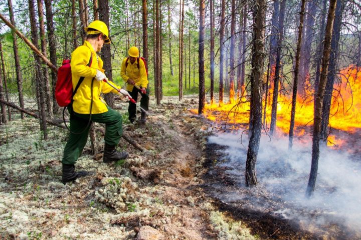 Площадь лесных пожаров в Прибайкалье выросла в 14 раз по сравнению с 2018 годом