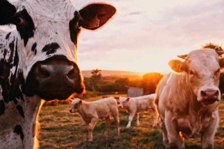 Алтайские аграрии стали следить за коровами с помощью вживленных чипов