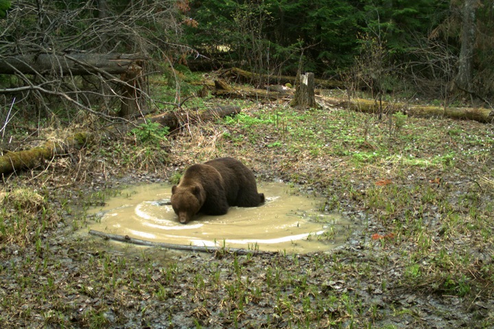 Медведи заповедника «Столбы» поздно открыли купальный сезон