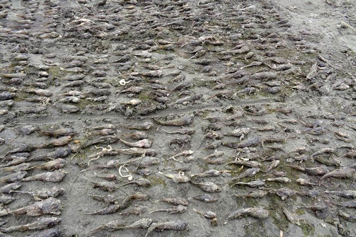 Причиной массовой гибели рыбы на севере Байкала могла стать спирогира
