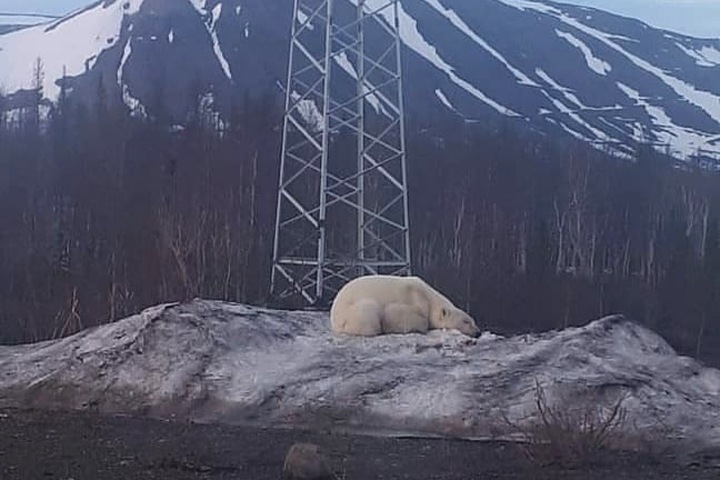 Белый медведь впервые за 40 лет замечен в Норильске