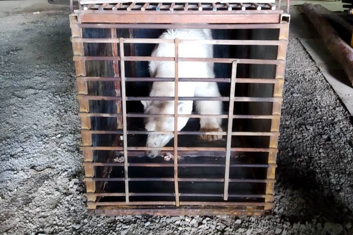 Зоологи поймали пришедшую в Норильск белую медведицу