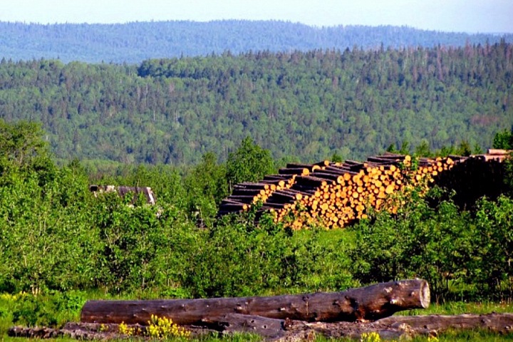 Жители Бурятии начали сбор подписей против китайского проекта по вырубке леса