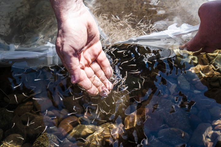 Угольщики Кузбасса пытаются восполнить поголовье рыбы в местных реках