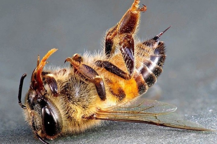 Массовая гибель пчел дошла до Алтая