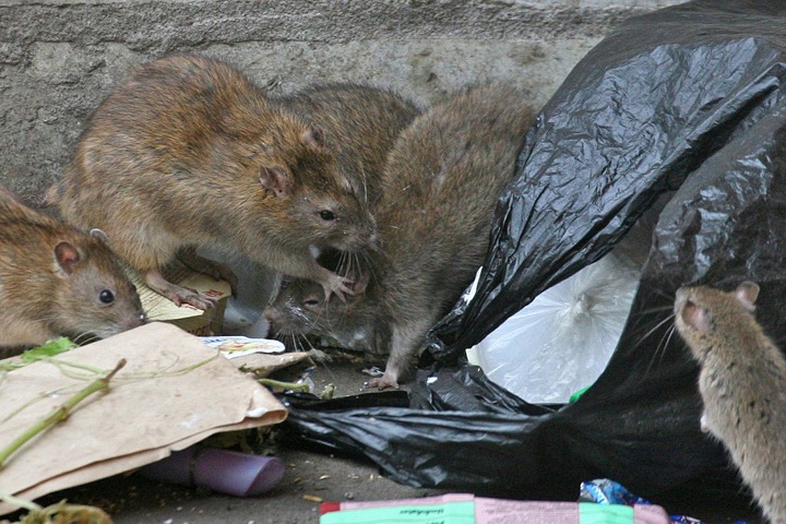 Крысы атаковали Норильск