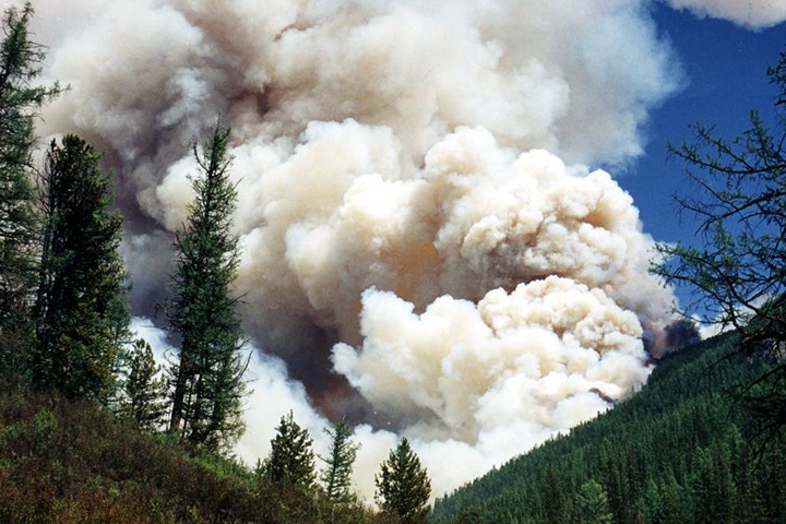Площадь лесных пожаров в Сибири превысила 1 млн га