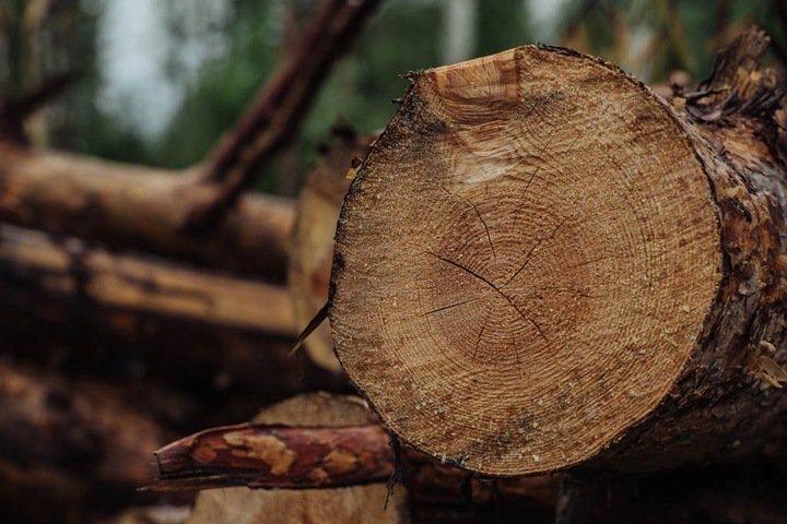 Сократился экспорт леса из Сибири. Главным покупателем остается Китай
