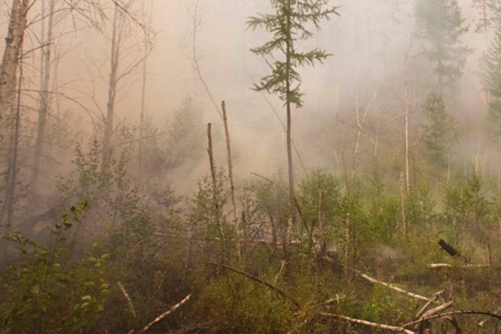 Площадь лесных пожаров в Сибири превысила 1,6 млн га