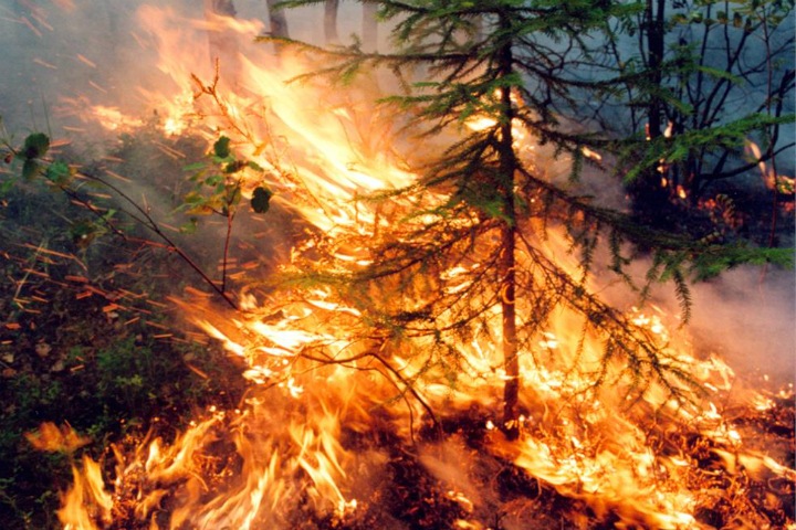 СК завел дело о лесных пожарах в Сибири