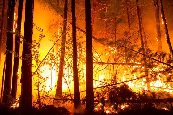 Площадь лесных пожаров в Сибири продолжает расти