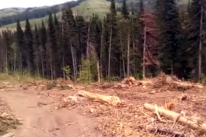 Компания экс-чиновника вырубала алтайский лес под видом «лечения»