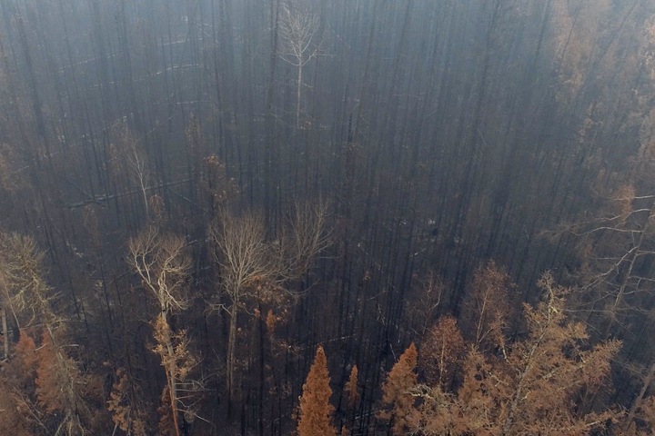 Как выглядит сгоревший сибирский лес с воздуха. Огонь прошел более 13 млн га