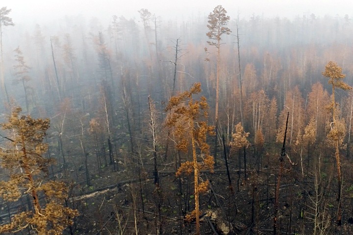 Площадь горящего леса продолжает расти в Сибири