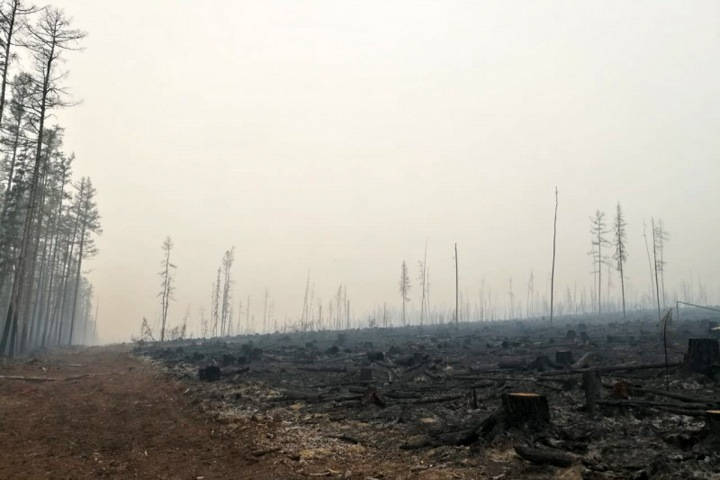 Замглавы красноярской полиции ловит в тайге поджигателей леса